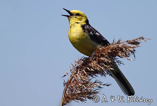 Pliszka cytrynowa, Motacilla citreola