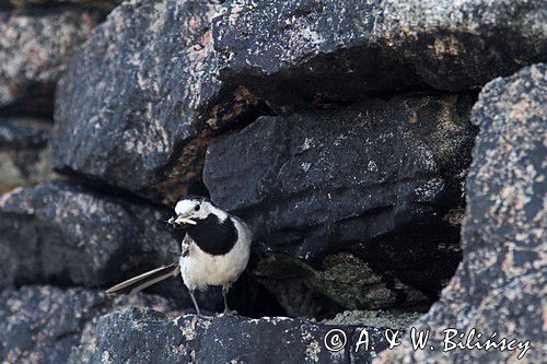 pliszka siwa Motacilla alba