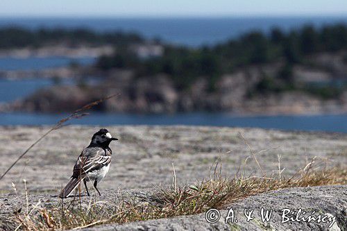 pliszka siwa Motacilla alba