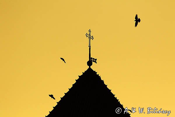 Płock, baszta zamku i wrony