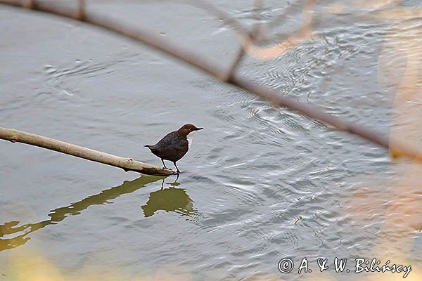 pluszcz, Cinclus cinclus