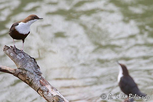 pluszcz, Cinclus cinclus