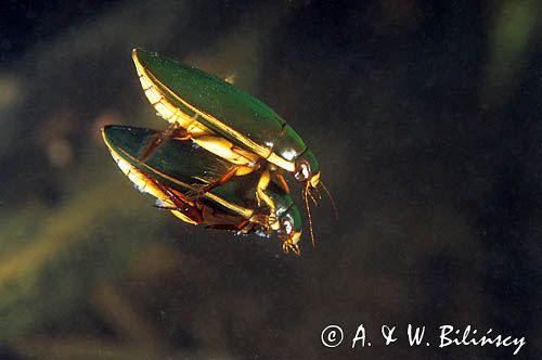 pływak żółtobrzeżek, dytiscus marginalis