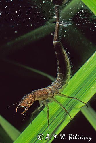 pływak żółtobrzeżek dytiscus marginalis - larwa