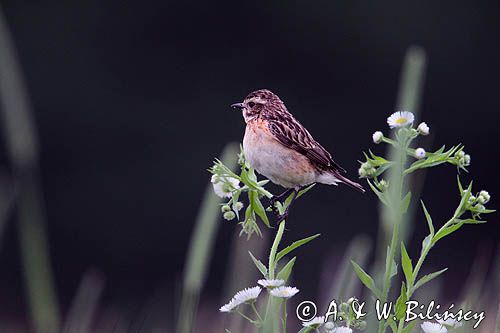pokląskwa, Saxicola rubetra