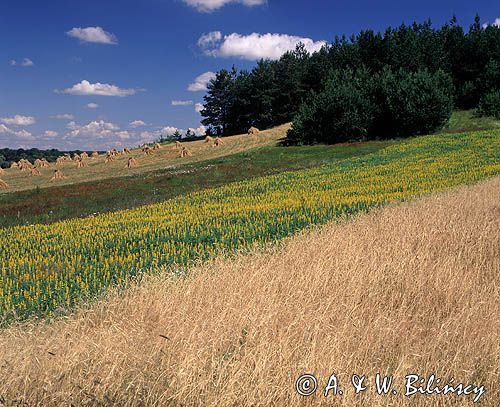 pola uprawne, zboże, Wyżyna Sandomierska