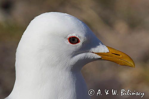 Mewa siwa, mewa pospolita, Larus canus