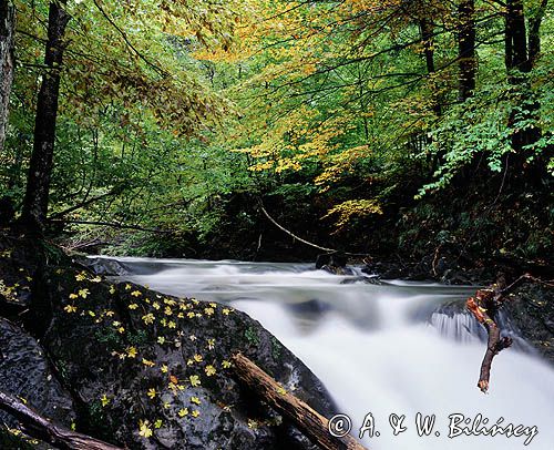 potok Hylaty Bieszczady