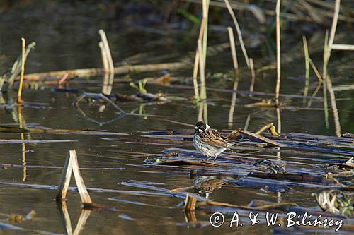 Potrzos zwyczajny, Emberiza schoeniclus, samiec