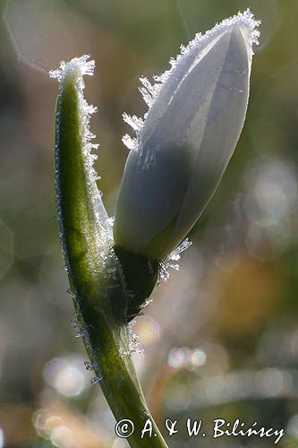 Galanthus nivalis, śnieżyczka przebiśnieg