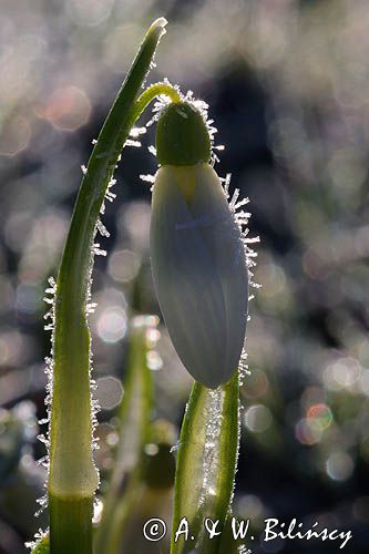 Galanthus nivalis, śnieżyczka przebiśnieg