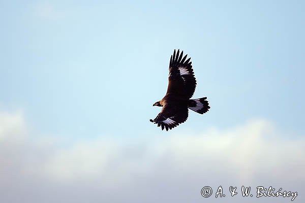 Orzeł przedni, zys, Aquila chrysaetos, młodociany, juv.