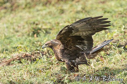 Orzeł przedni, zys, Aquila chrysaetos, Bieszczady