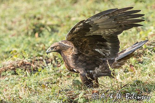 Orzeł przedni, zys, Aquila chrysaetos, Bieszczady