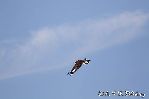 Orzeł przedni, zys, Aquila chrysaetos, juv., w locie