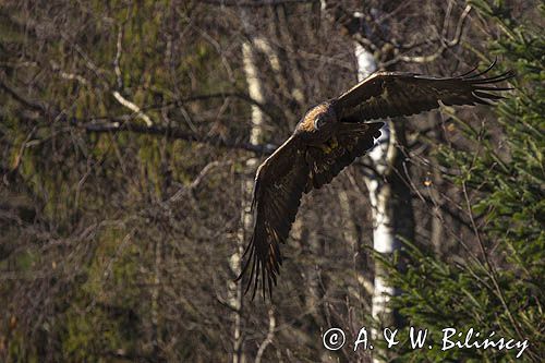 Orzeł przedni, zys, Aquila chrysaetos, Bieszczady