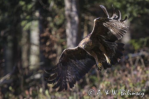 Orzeł przedni, zys, Aquila chrysaetos