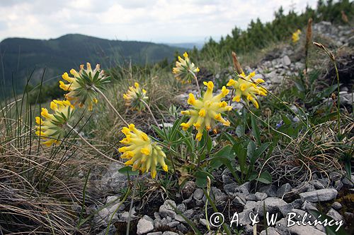 przelot alpejski Anthyllis alpestris