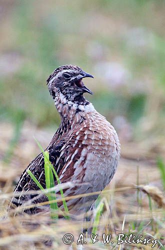 przepiórka, samiec, Coturnix coturnix