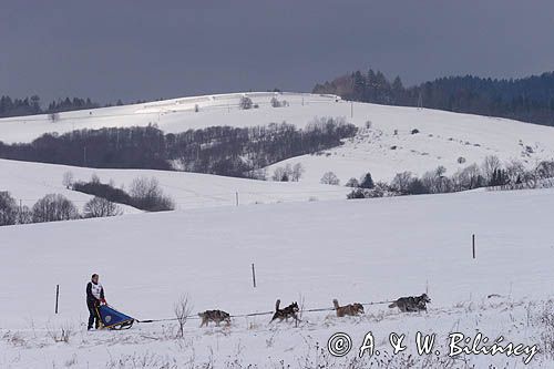 psi zaprzęg, wyścigi psich zaprzęgów, Kager Cup, W krainie wilka, Lutowiska, Bieszczady