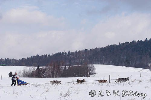 psi zaprzęg, wyścigi psich zaprzęgów, Kager Cup, W krainie wilka, Lutowiska, Bieszczady