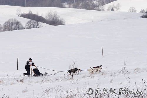 psi zaprzęg, wyścigi psich zaprzęgów, Kager Cup, W krainie wilka, Lutowiska, Bieszczady