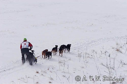 psi zaprzęg, wyścigi psich zaprzęgów, Kager Cup, W krainie wilka, Lutowiska, Bieszczady