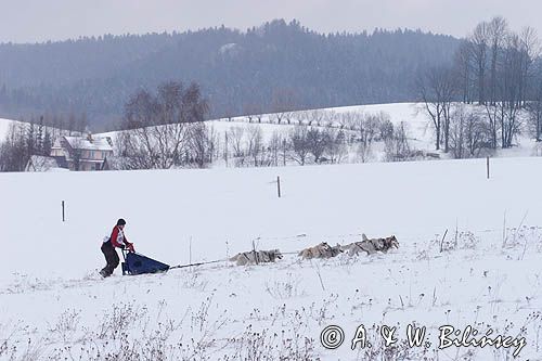 psi zaprzęg, wyścigi psich zaprzęgów, Kager Cup, W krainie wilka, Lutowiska, Bieszczady