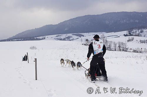 psi zaprzęg, wyścigi psich zaprzęgów, Kager Cup, W krainie wilka, Lutowiska, Bieszczady