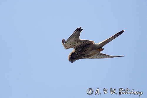 Pustułka Falco tinnunculus) w locie, samica