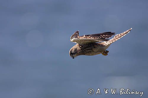 Pustułka Falco tinnunculus) w locie, samica