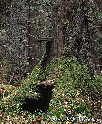 Puszcza Białowieska Rezerwat Starzyna