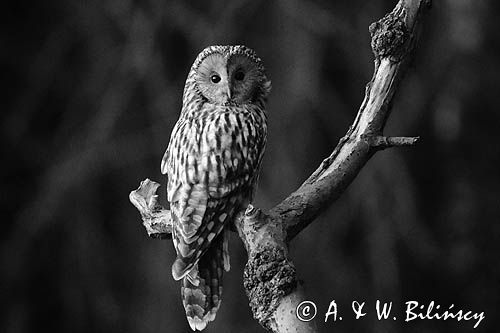 Puszczyk uralski, Strix uralensis