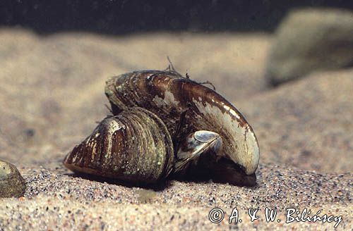 racicznice, racicznica, racicznica zmienna Dreissena poymorpha