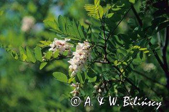 Akacja - Robinia akacjowa Robinia pseudacacia)