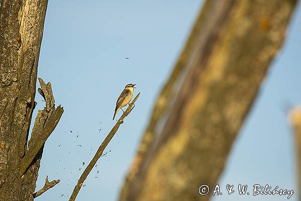 Rokitniczka, Acrocephalus schoenobaenus