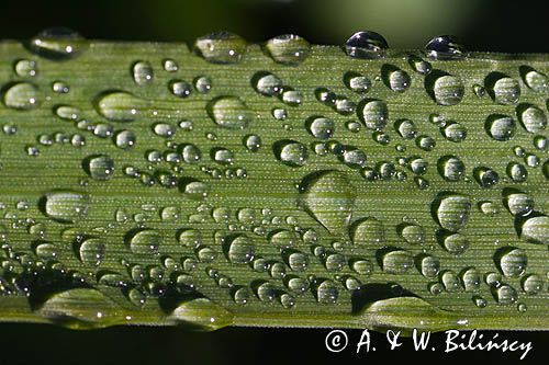 rosa na liściu trawy