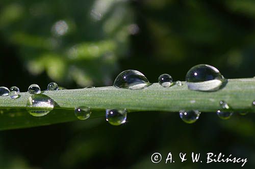 rosa na liściu trawy