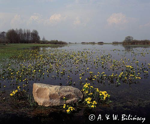 wiosenne rozlewiska Biebrzy Biebrzański Park Narodowy
