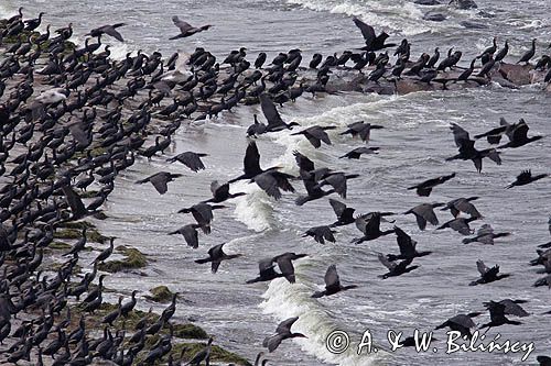 Kormoran czarny Phalacrocorax carbo) , ptaki na wyspie Ruden, Niemcy