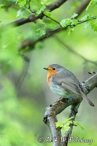 Rudzik, rudzik zwyczajny, raszka, Erithacus rubecula
