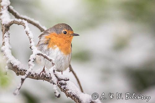 Rudzik, rudzik zwyczajny, raszka, Erithacus rubecula