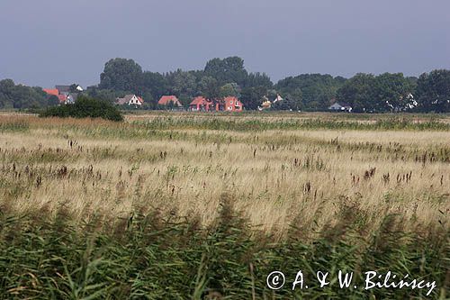 łaki koło Glowe na wyspie Rugia, Niemcy,