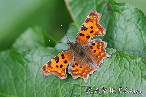 rusałka ceik Polygonia c-album