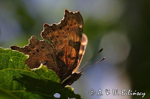 rusałka ceik Polygonia c-album