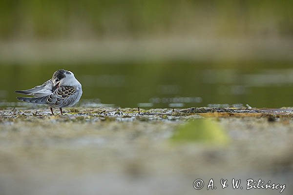 Rybitwa białowąsa, Chlidonias hybrida, juvenille