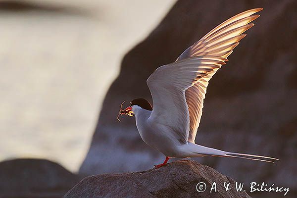 rybitwa popielata, Sterna paradisaea
