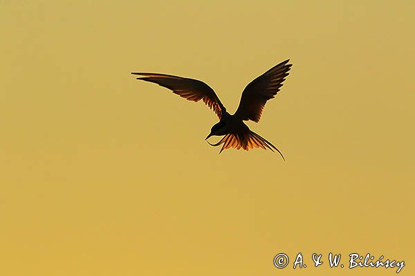 rybitwa popielata, Sterna paradisaea