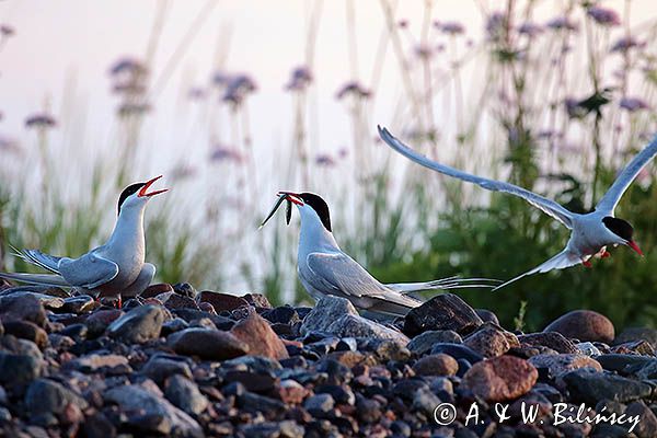 rybitwa popielata, Sterna paradisaea
