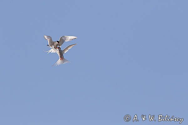 rybitwa popielata, Sterna paradisaea